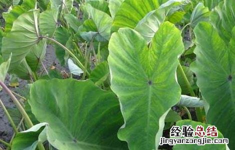 香芋种植的注意事项和禁忌 香芋种植的注意事项