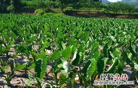 香芋种植的注意事项和禁忌 香芋种植的注意事项