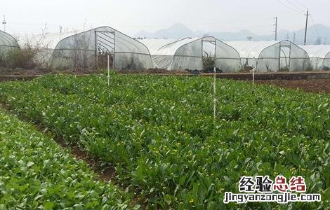 无公害蔬菜栽培技术 无公害蔬菜栽培技术课题