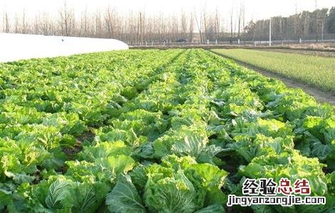 无公害蔬菜栽培技术 无公害蔬菜栽培技术课题