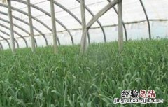 大棚蒜苗种植注意事项 大棚蒜苗怎样管理
