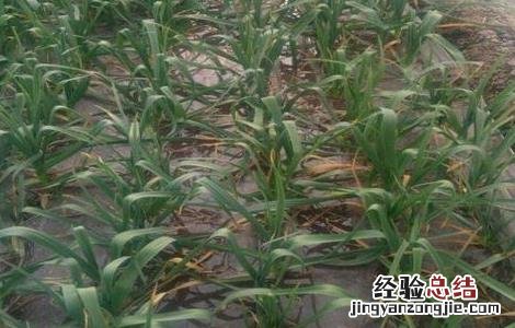 大棚蒜苗种植注意事项 大棚蒜苗怎样管理