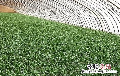 大棚蒜苗种植注意事项 大棚蒜苗怎样管理