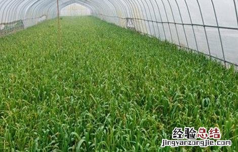 大棚蒜苗种植注意事项 大棚蒜苗怎样管理