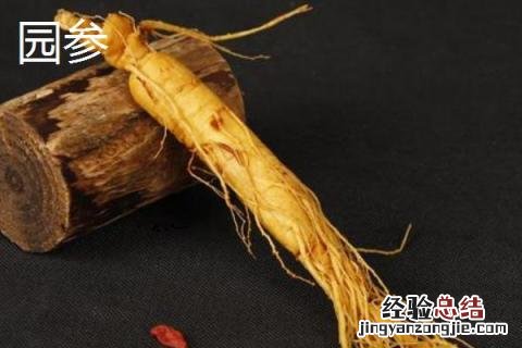 林下参和园参药效区别 园参和林下参药效差多少