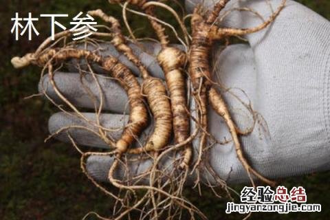 林下参和园参药效区别 园参和林下参药效差多少