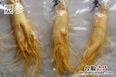 林下参和园参药效区别 园参和林下参药效差多少