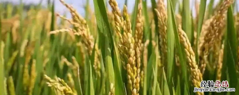 水稻像什么 成熟的水稻像什么