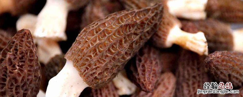 羊肚菌种子哪里买 羊肚菌菌种在哪里购买