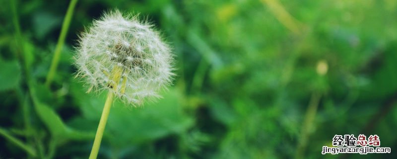 蒲公英有人工种植的吗 种植蒲公英卖给谁