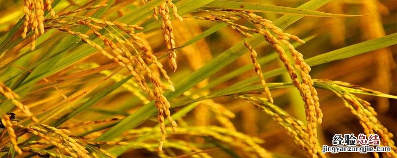 包地种粮食挣钱吗 承包土地种粮食赚钱吗