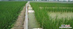 噻虫嗪灌根浓度 噻虫嗪灌根用量