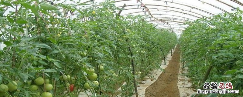 汉中大棚蔬菜基地在哪里 汉中哪有种反季节大棚的