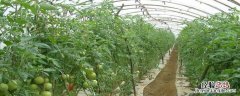 汉中大棚蔬菜基地在哪里 汉中哪有种反季节大棚的
