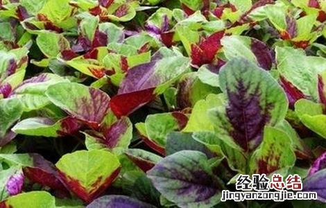 苋菜种植的注意事项 苋菜种植的注意事项有哪些