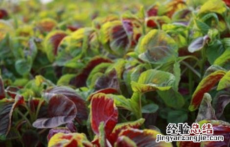 苋菜种植的注意事项 苋菜种植的注意事项有哪些