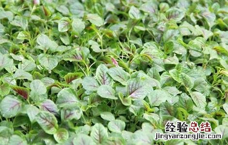 苋菜种植的注意事项 苋菜种植的注意事项有哪些