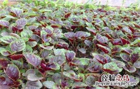 苋菜种植的注意事项 苋菜种植的注意事项有哪些