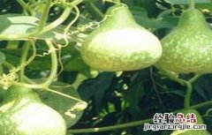 葫芦的种植环境 葫芦生长环境