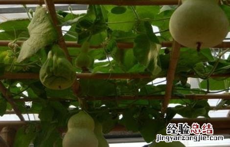 葫芦的种植环境 葫芦生长环境