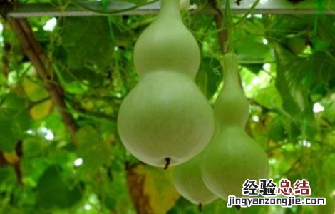 葫芦的种植环境 葫芦生长环境