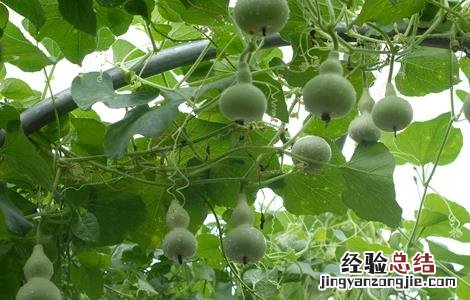 葫芦的种植环境 葫芦生长环境