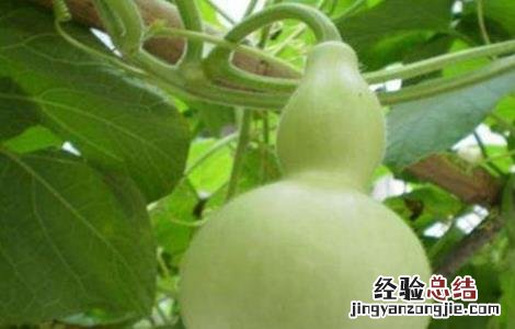 葫芦的田间管理 葫芦的田间管理措施