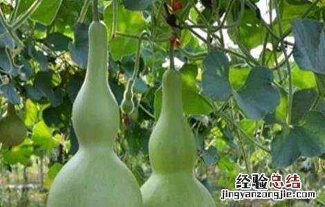 葫芦的田间管理 葫芦的田间管理措施