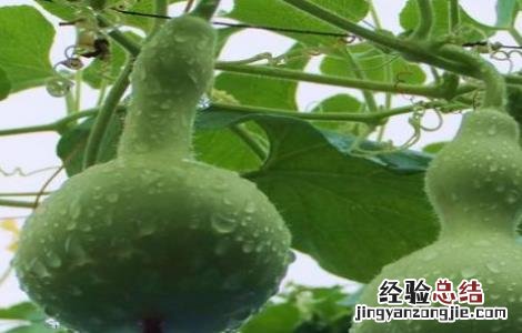 葫芦的田间管理 葫芦的田间管理措施