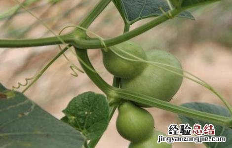 葫芦的田间管理 葫芦的田间管理措施