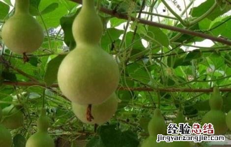 葫芦的田间管理 葫芦的田间管理措施