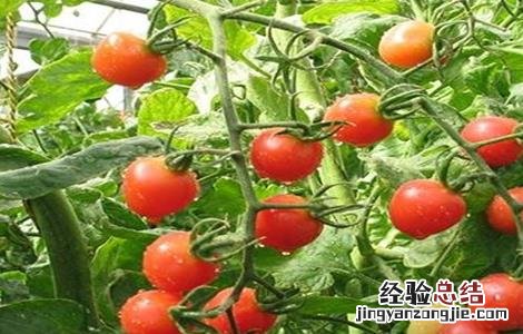 西红柿二次结果技术 葡萄二次结果技术