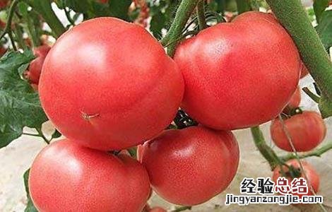 西红柿二次结果技术 葡萄二次结果技术