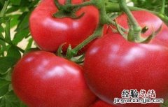 西红柿二次结果技术 葡萄二次结果技术