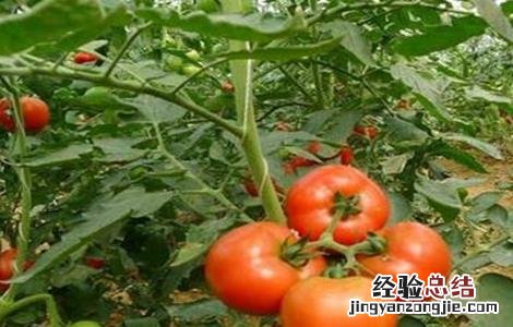 西红柿二次结果技术 葡萄二次结果技术