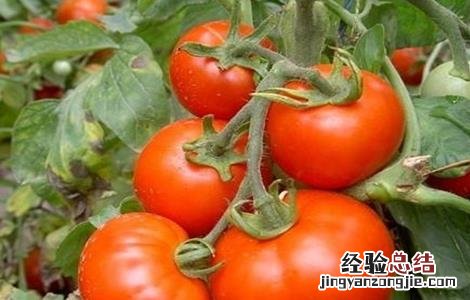 西红柿二次结果技术 葡萄二次结果技术