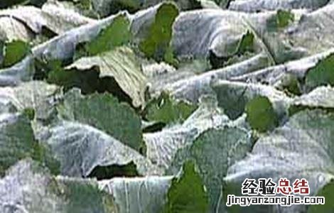 防止油菜早花的措施 油菜早衰防治措施