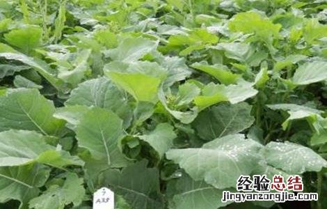 防止油菜早花的措施 油菜早衰防治措施