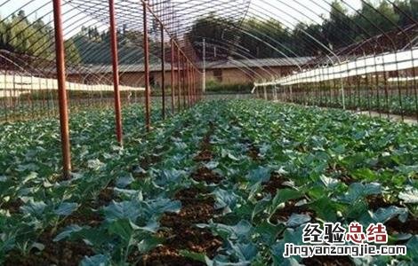 西兰花如何施肥 西兰花如何施肥管理