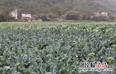 西兰花如何施肥 西兰花如何施肥管理