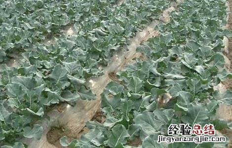 西兰花如何施肥 西兰花如何施肥管理