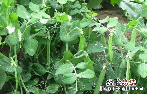 豌豆的田间管理技术 豌豆后期田间管理