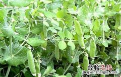 豌豆的田间管理技术 豌豆后期田间管理