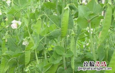 豌豆的田间管理技术 豌豆后期田间管理