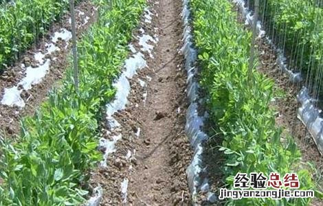 豌豆的田间管理技术 豌豆后期田间管理