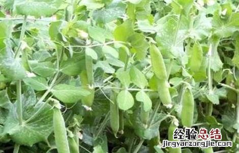 豌豆的田间管理技术 豌豆后期田间管理