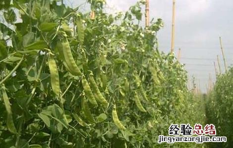豌豆的田间管理技术 豌豆后期田间管理