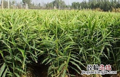 生姜高产的田间管理技术 姜种植技术田间管理