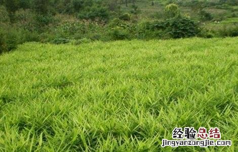 生姜高产的田间管理技术 姜种植技术田间管理