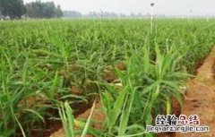 生姜高产的田间管理技术 姜种植技术田间管理